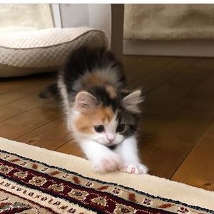 Meet your Posher, Mandy